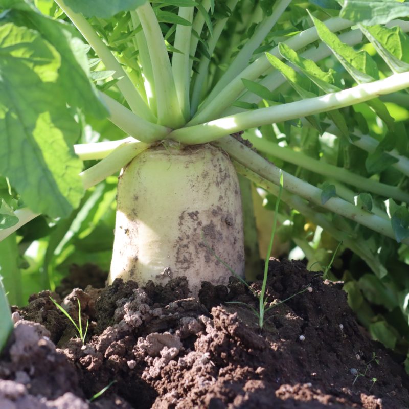 35farmのダイコン