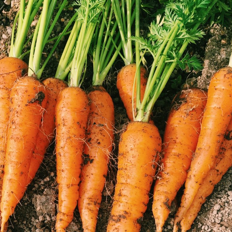 35farmのニンジン